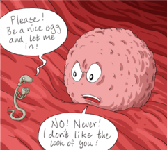 - gametes (sperm and egg) can't combine
- some reasons may be differing numbers of chromosomes or the egg and sperm cannot reach each other