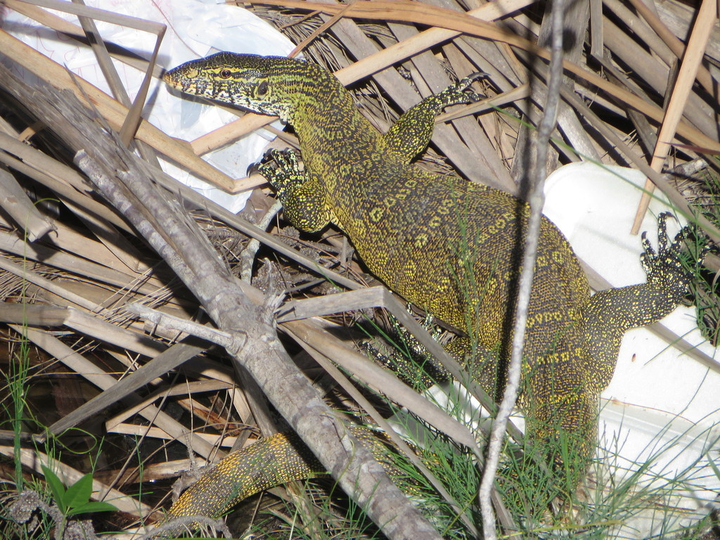 <p>Nile Monitor, native to sub-Saharan Africa, live in S FL, long face</p>