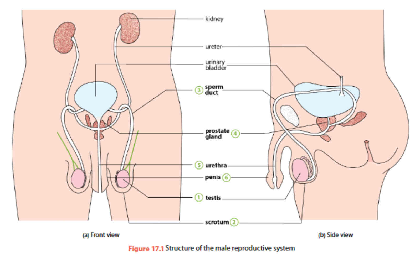<p>testis, scrotum, sperm duct, prostate gland, urethra, penis</p>