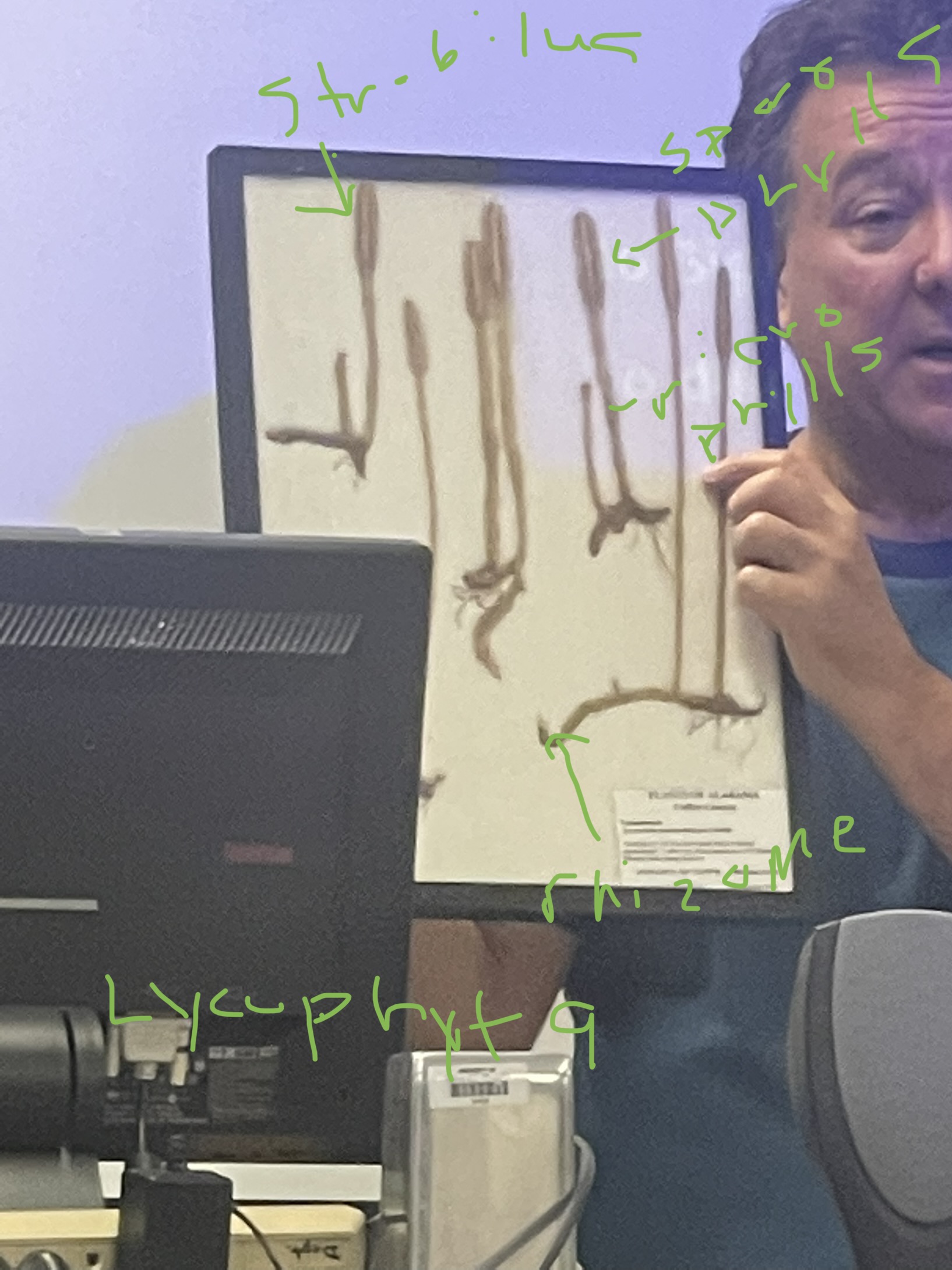 Name the phylum 
