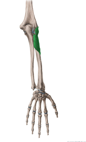 <p>What is this muscle called?</p>