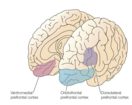 <ol><li><p><span style="background-color: transparent;"><span>Self-construct</span></span></p></li><li><p><span style="background-color: transparent;"><span>Self-reflective consciousness</span></span></p></li><li><p><span style="background-color: transparent;"><span>Willed action</span></span></p></li><li><p><span style="background-color: transparent;"><span>Planning</span></span></p></li><li><p><span style="background-color: transparent;"><span>Abstract thinking</span></span></p></li><li><p><span style="background-color: transparent;"><span>Working memory</span></span></p></li><li><p><span style="background-color: transparent;"><span>Temporal integration </span></span></p></li><li><p><span style="background-color: transparent;"><span>Sustained and directed attention</span></span></p></li></ol><p></p>