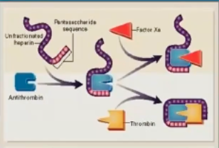 <p>Potentiates antithrombin</p><ul><li><p>AT → inhibits II and X</p></li><li><p><span>UFH binds to antithrombin and changes its shape so it can quickly and easily bind FX</span></p></li><li><p><span>Thrombin is a little bigger and doesn't find so well in the notch of antithrombin, with thrombin you need the tail of UFH to come and lock in thrombin</span></p></li><li><p><span>If you're binding FX and the long arm is still free the long arm that isn't locking in it can bind IX, XI, VII, and XII</span></p></li><li><p>Some inactivation of IX, XI, VII, XII</p></li><li><p>Will cause release of TFPI from the endothelium</p></li></ul><p></p>