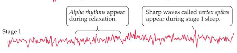<p>Alpha waves and vertex spikes; slowing of the heart rate and relaxation of the muscles</p>