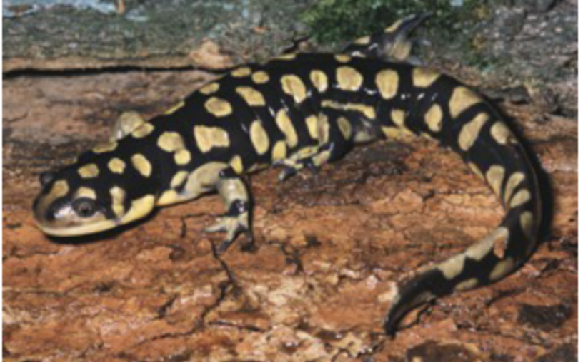 <p>eastern tiger salamander</p>