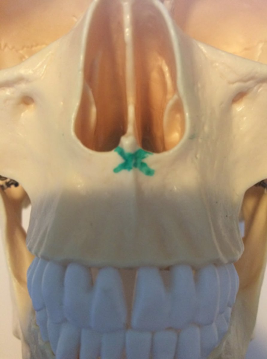 knowt flashcard image