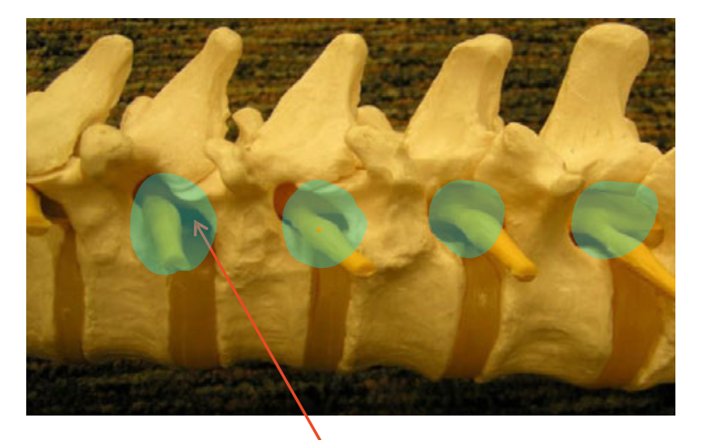 <p>Name the highlighted structures</p>