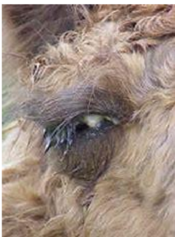 <ul><li><p>common during summer months and fly season </p></li><li><p>viral or bacterial infections, often Moraxella like microorganisms </p></li><li><p>clinical signs: </p><ul><li><p>painful eyes </p></li><li><p>yellowish eye discharge </p></li><li><p>mild to moderate chemosis (swelling) </p></li><li><p>blepharospasm (involuntary eye closure) </p></li><li><p>conjunctivities </p></li><li><p>epiphora (excessive tearing) </p></li><li><p>corneal opacity and ulceration </p></li><li><p>blindness </p></li></ul></li><li><p>diagnosis: </p><ul><li><p>clinical signs observation </p></li><li><p>ophthalmic swab for gram stain culture </p></li></ul></li><li><p>treatment: </p><ul><li><p>antibiotic injections </p></li><li><p>topical antibiotic ointments </p></li><li><p>NSAIDs for pain relief </p></li></ul></li><li><p>prevention </p><ul><li><p>autogenous vaccine </p></li><li><p>control flies to reduce the risk of infection </p></li></ul></li></ul><p></p>