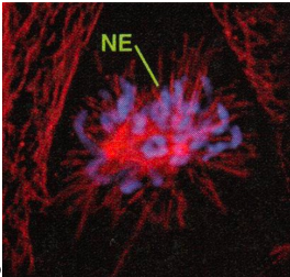 <p><span><span>Prometaphase- the Nucleas isn’t intact so not prophase and the chromosomes are not in the middle yet so not metaphase&nbsp;</span></span></p>