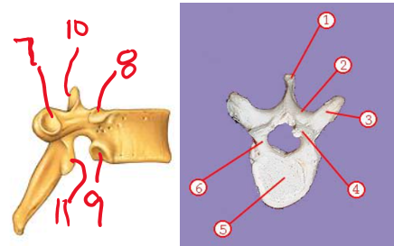 <p><span>Name structure 7</span></p>