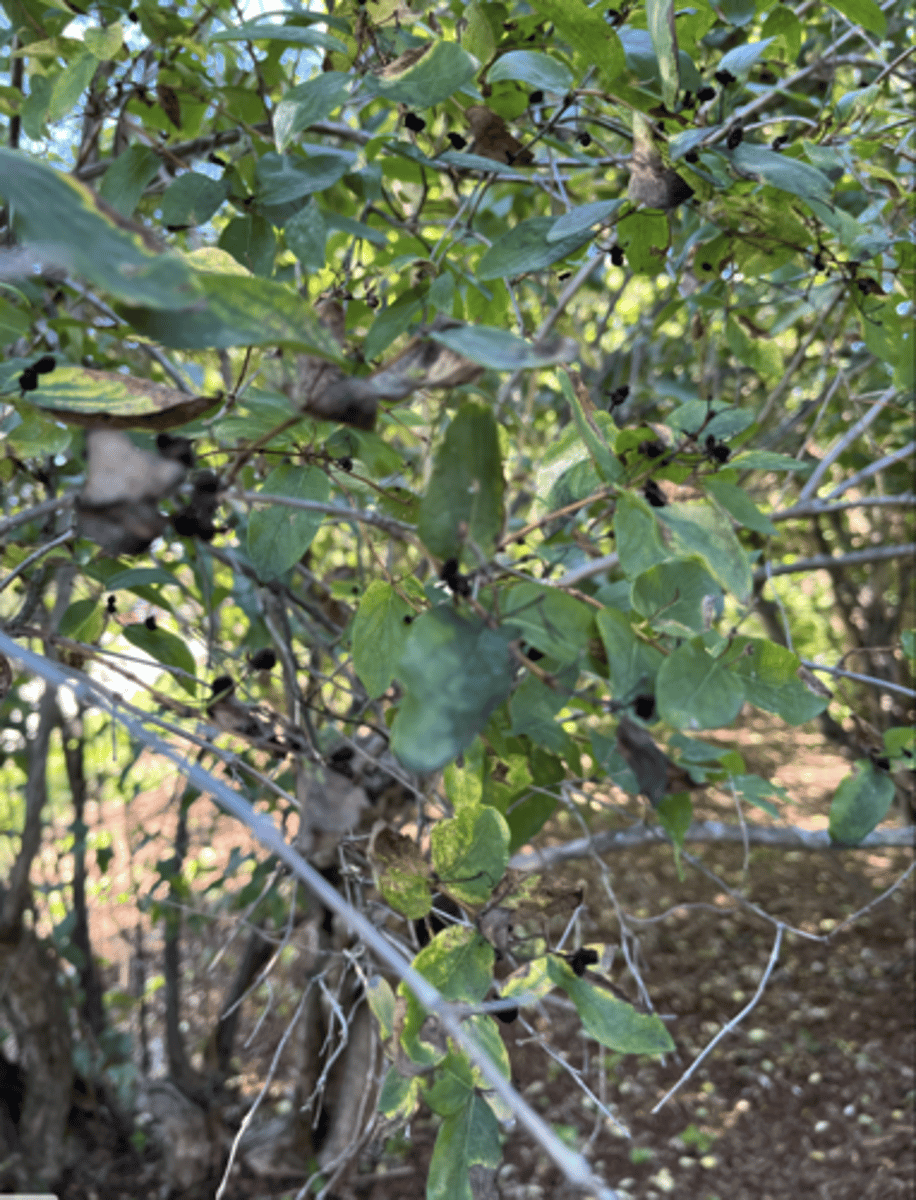 <p>fruit out of leaf Axl, entire, opposite</p>