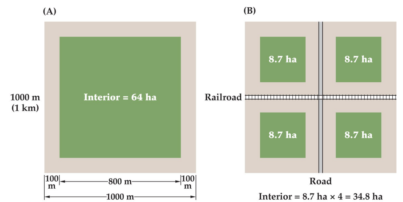 <ol><li><p>Fragments have a greater amount of edge per area of habitat</p></li><li><p>The center of each habitat fragment is closer to an edge</p></li><li><p>Large populations are divided into smaller populations</p></li></ol><p></p>