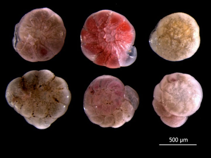 <p>Foraminifera with spiral shells</p>