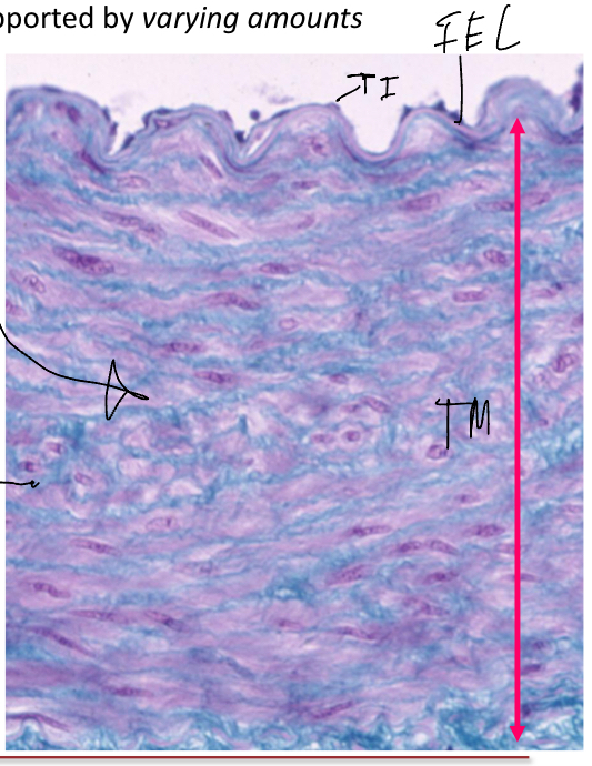 <p>The middle layer, it contains concentric sheets of smooth muscle cells with extracellular matrix</p><ul><li><p>Myocytes (smooth muscle)</p><ul><li><p>Regulate vessel lumen—modify bloodflow/pressure</p></li></ul></li><li><p>Matrix</p><ul><li><p>Collagen fibers+elastic fibers+proteoglycans</p></li><li><p>Provide resiliency elasticity and cohesion</p></li></ul></li></ul><p></p>