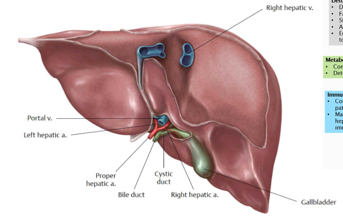 <p>liver</p>