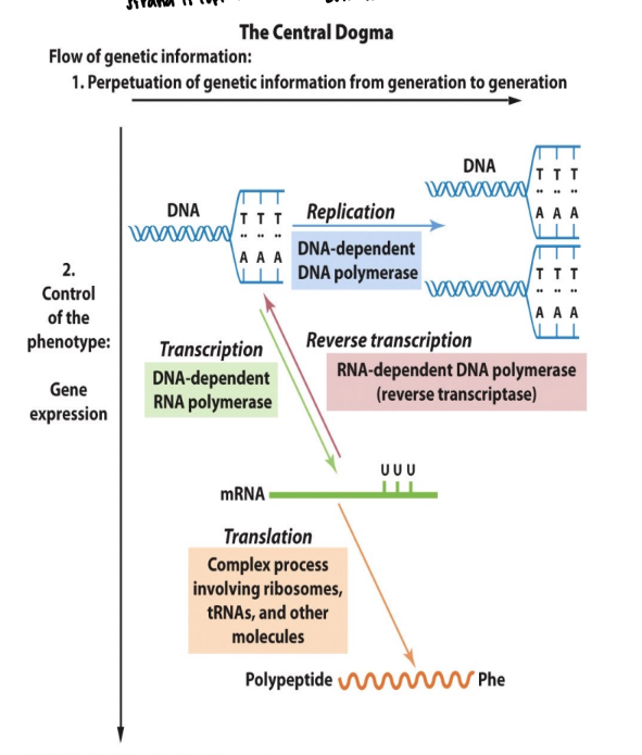 <p>the synthesis of a single strand RNA transcript complementary to one strand of DNA of a gene </p>