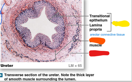 _____ muscular layer: longitudinal & circular smooth muscles (orange) 