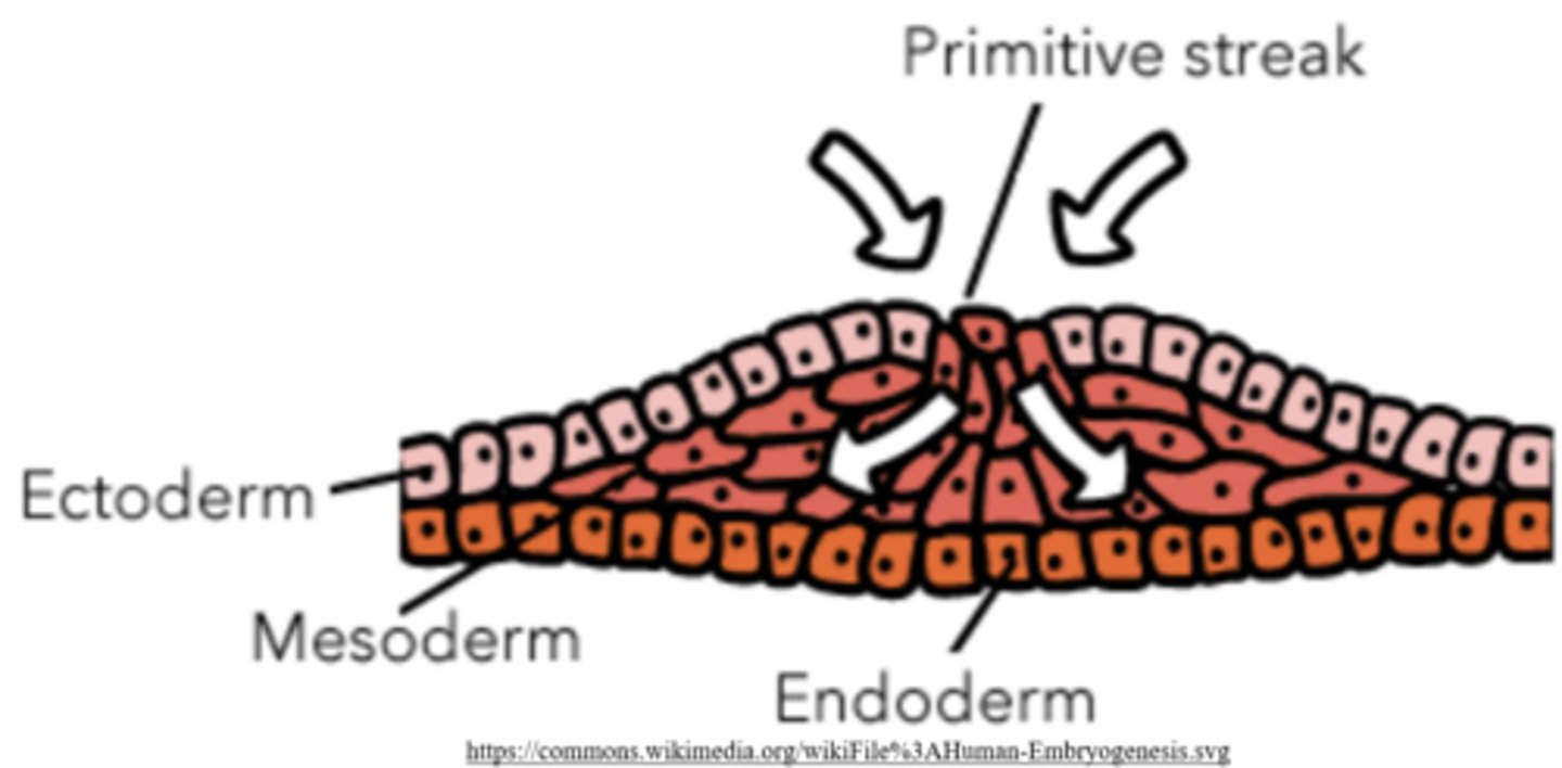 <p>ectoderm; mesoderm; endoderm</p>