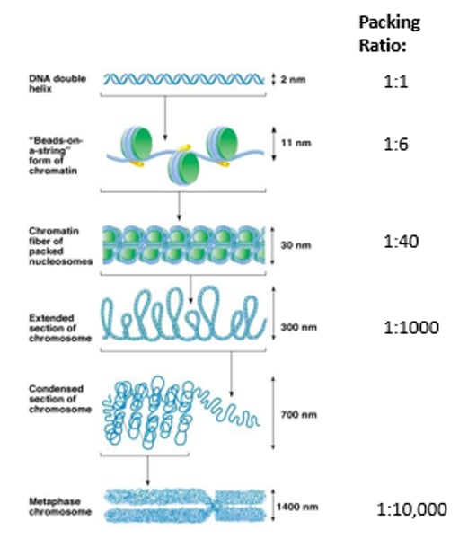 <p>1- Heterochromatin</p><p>- Condensed</p><p>- stains dark</p><p>- transcriptionally inactive</p><p>2- Euchromatin</p><p>- Uncondensed</p><p>- stains light</p><p>-transcriptionally active </p>