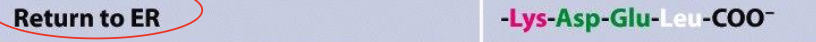 <ol><li><p>Proteins that have entered the ER can either stay there or move on towards the GA</p></li><li><p>Proteins “move on” by default; they need special mechanisms to stay in the ER</p><ol><li><p>A. Aggregation or interaction with chaperones (prevents packaging in vesicles)</p></li><li><p>B. Retention in ER via recognition of retention signal in the protein (KDEL or KKXX)</p></li></ol></li></ol><p></p>