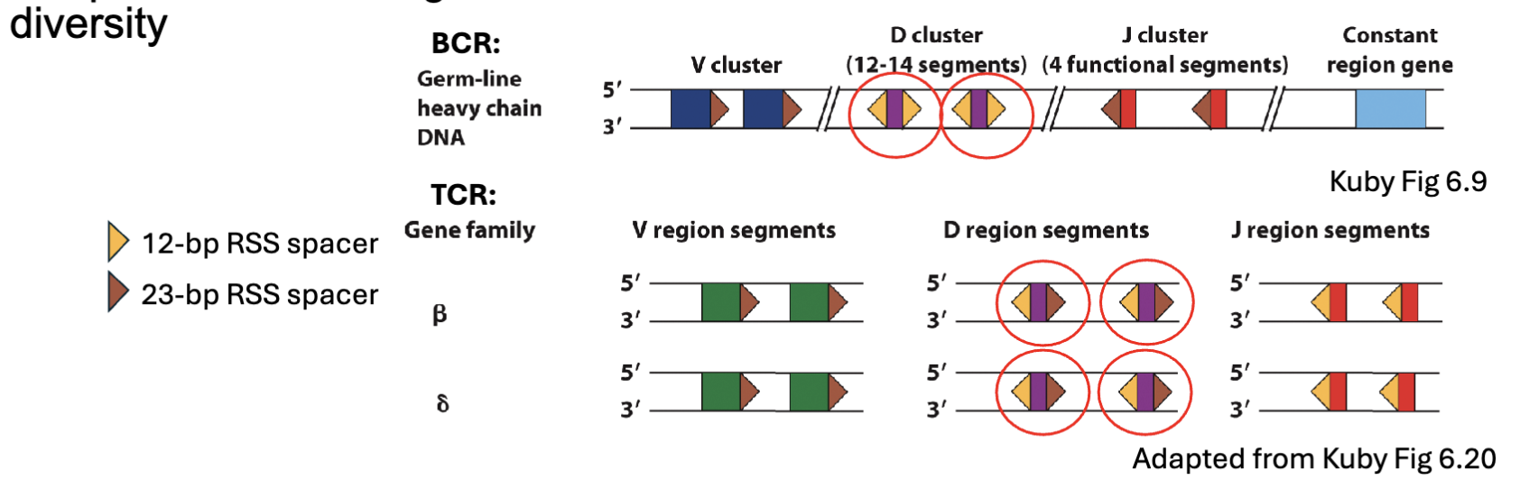 <ul><li><p><span><span>Recall: Heavy Ig chain had same RSS spacer sequence flanking D gene</span></span><br><span><span>segments → 12/23 rule ensures recombination with V and J segments</span></span></p></li><li><p>TCRβ and δ have different <span><span>RSS spacer sequences flanking D gene segments→</span><u><span>potential</span></u><span> to recombine without D segment or more than one</span></span></p><ul><li><p><span><span>Not actually seen at TCRβ locus </span></span></p></li><li><p><span><span>Frequent D-D rearrangements found at TCRδ locus → increased</span></span><br><span><span>diversity</span></span></p></li></ul></li></ul><p>same = cannot recombine</p><p>beta and delta chain have the diff. bp so have potential to recombine</p>