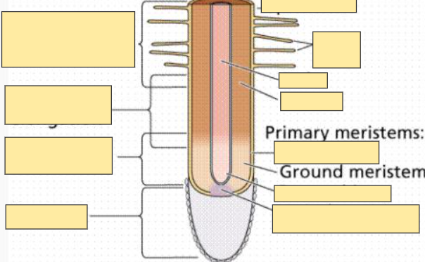 <p>Ground Meristem</p>