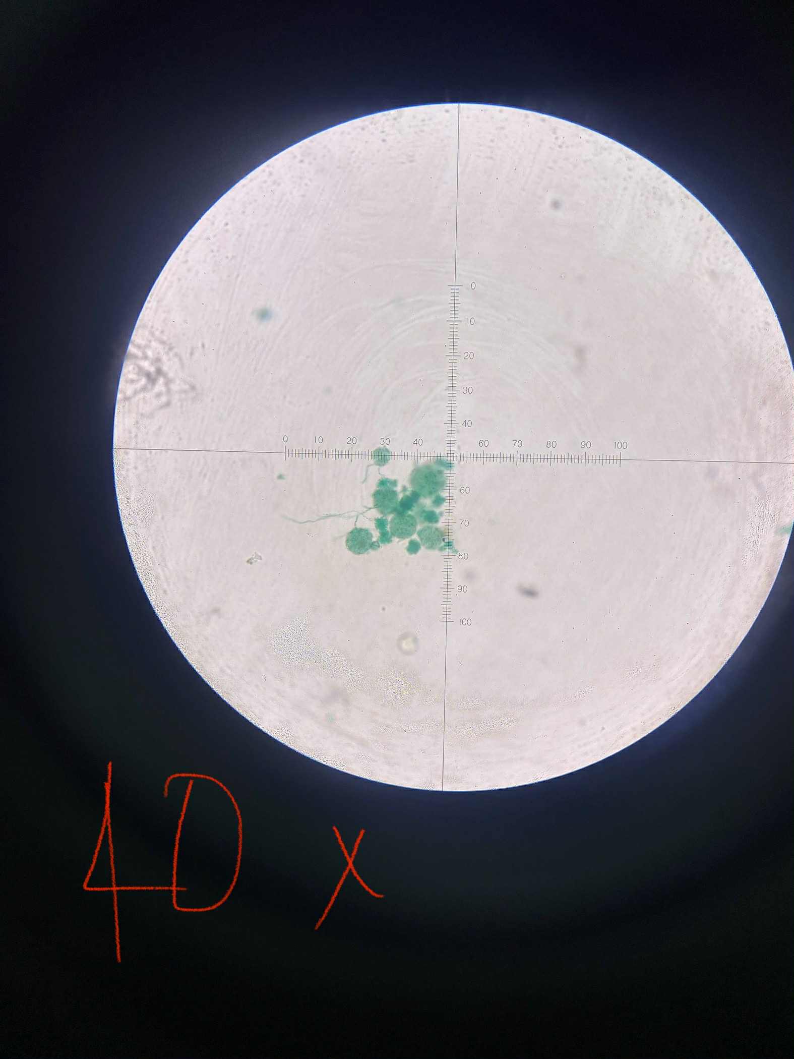 <p>specimen</p><p>phylum</p><p>color</p><p>shape</p><p>cell arrangement</p><p>motility</p><p>characteristic</p>