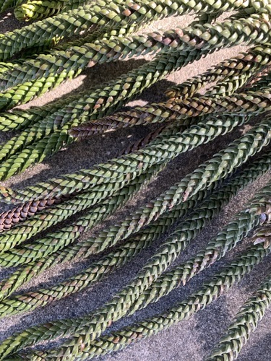 <p>Woody Conifer pine, young leaves: scale like with hooked end most common, matured are half the size and broader. leaves are soft, and two cones male small, female bigger round</p>