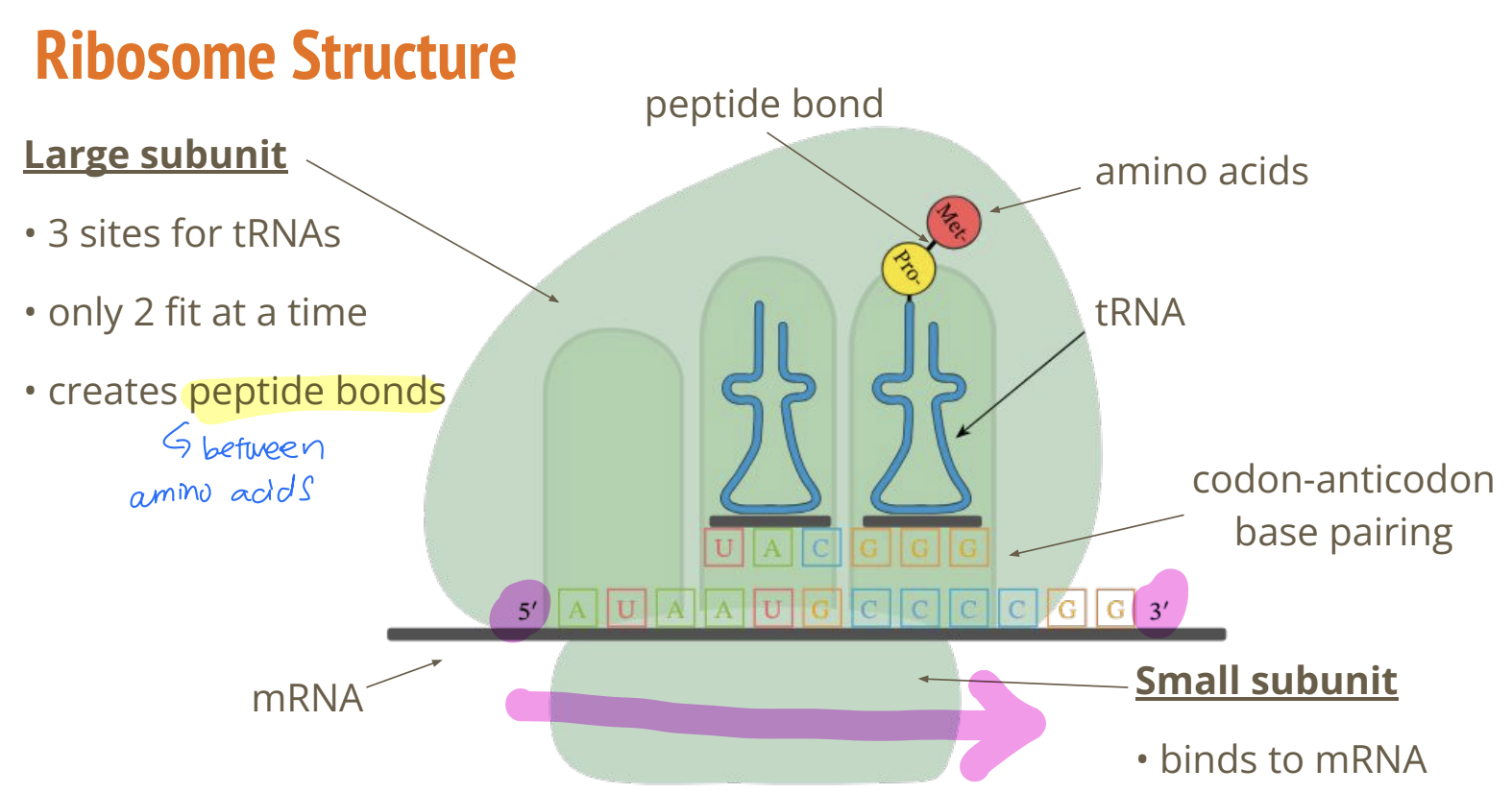 <ul><li><p>composed of rRNA and protein with a complex, globular shape separated into a large and small subunit and are complex macromolecular machines, they consist of 2 distinct subunits</p></li></ul><p><strong>large subunit: </strong>3 binding sites for tRNAs (E, P, A), but only 2 tRNA molecules can bind simultaneously at a time, creates peptide bonds between amino acids</p><p><strong>small subunit:</strong> binds to the mRNA and decodes the genetic message</p>