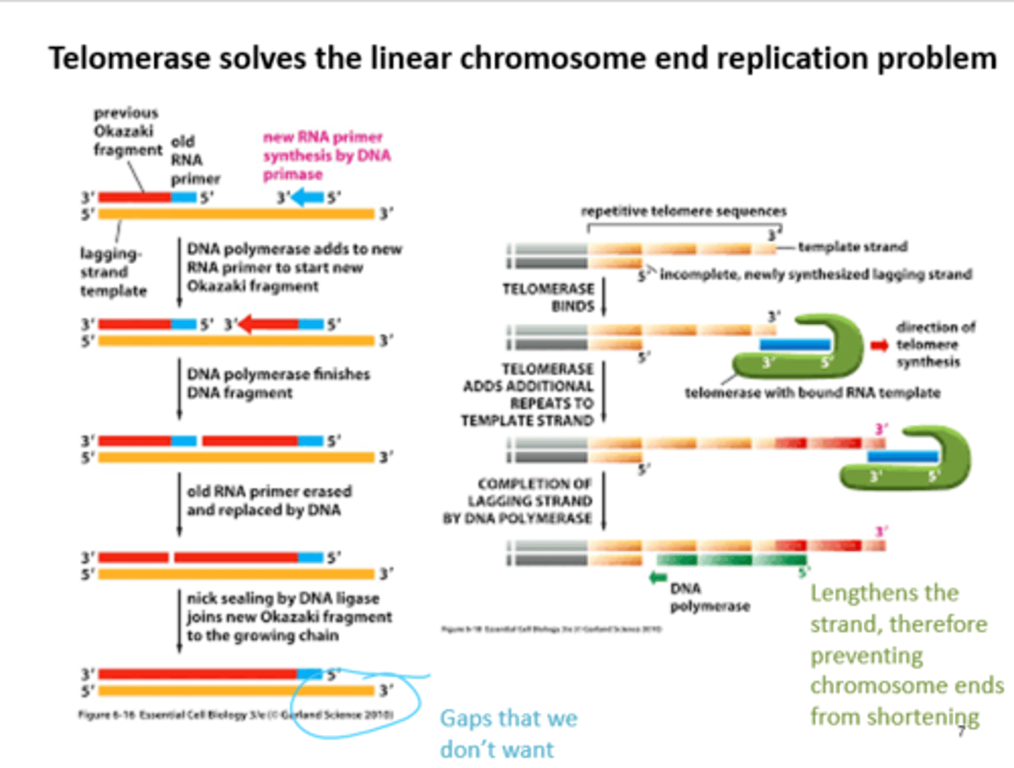 <p>Templates repeat sequences at chromosome ends to prevent chromosome shortening and cell death with rounds of replication in eukaryotes</p>