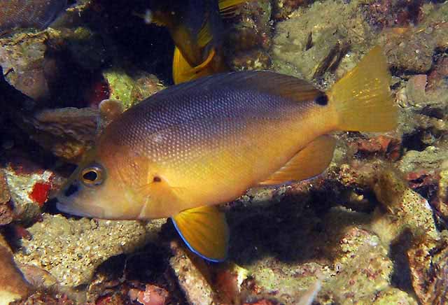 <p>pale brown to yellowish brown</p><p>sark smudge at smout</p><p>can have dark spots ar pectroal fin base and caudal peduncle</p><p>pale brown to yellowish brown, bluish wash around mouth</p>