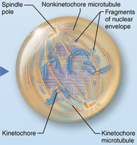 <p>What stage of mitosis is shown here?</p>