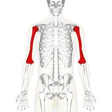<p>The long bone of the upper arm. It articulates proximally with the scapula at the shoulder joint and distally with the ulna and radius at the elbow joint.</p>