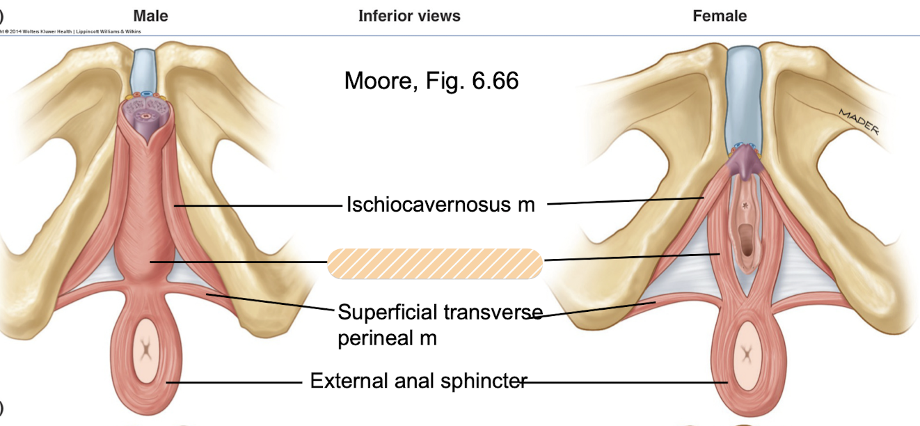 <p><span><strong>origin on perineal body, </strong></span>perineal nerve innervation</p><p><span>surrounds bulb of penis/vagina, supports and stabilizes pelvic diaphragm/perineal body and resists increases in intraabdominal pressure, assists with erection</span></p><p><em>Perineal muscle</em></p>