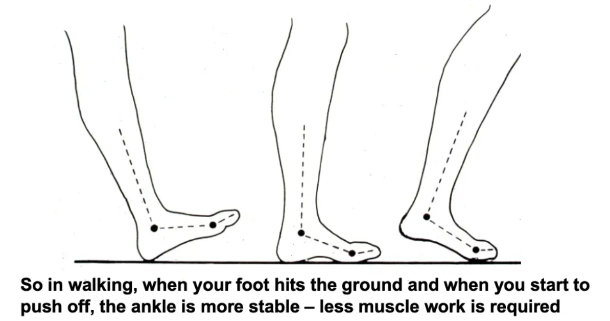 <p>How does stability in walking change?</p>