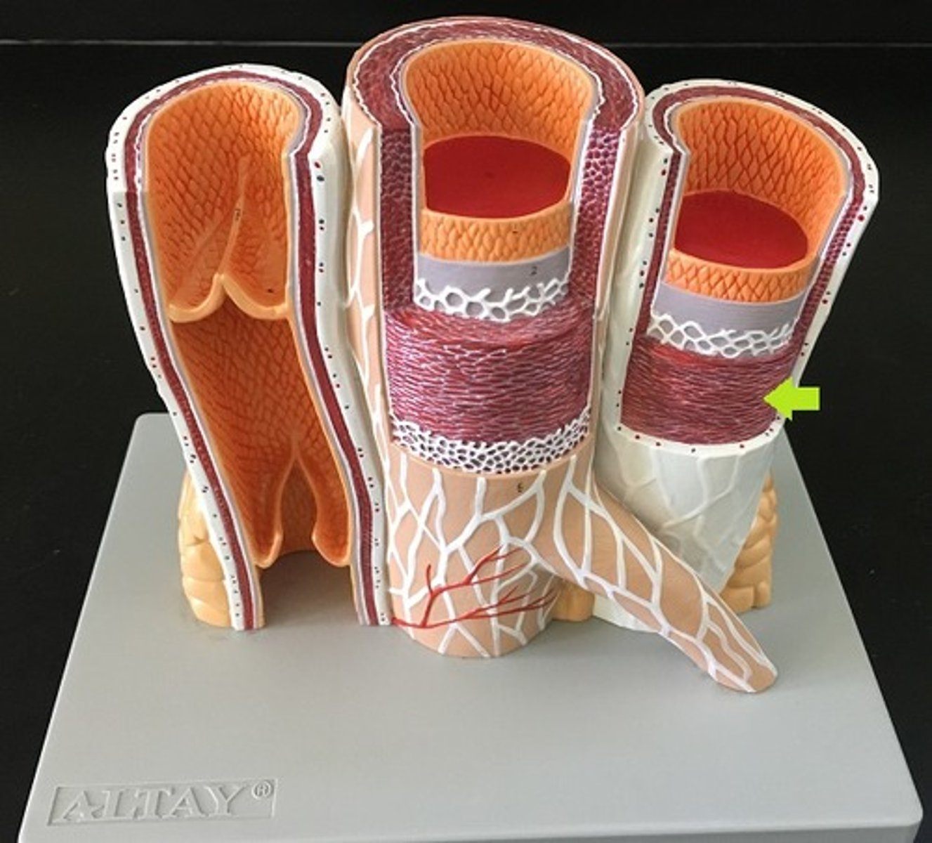 <p>The middle and thickest layer of tissue of a blood vessel wall, composed of elastic tissue and smooth muscle cells that allow the vessel to expand or contract in response to changes in blood pressure and tissue demand</p>