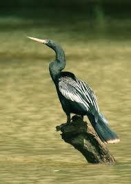 <p>Anhingas</p>