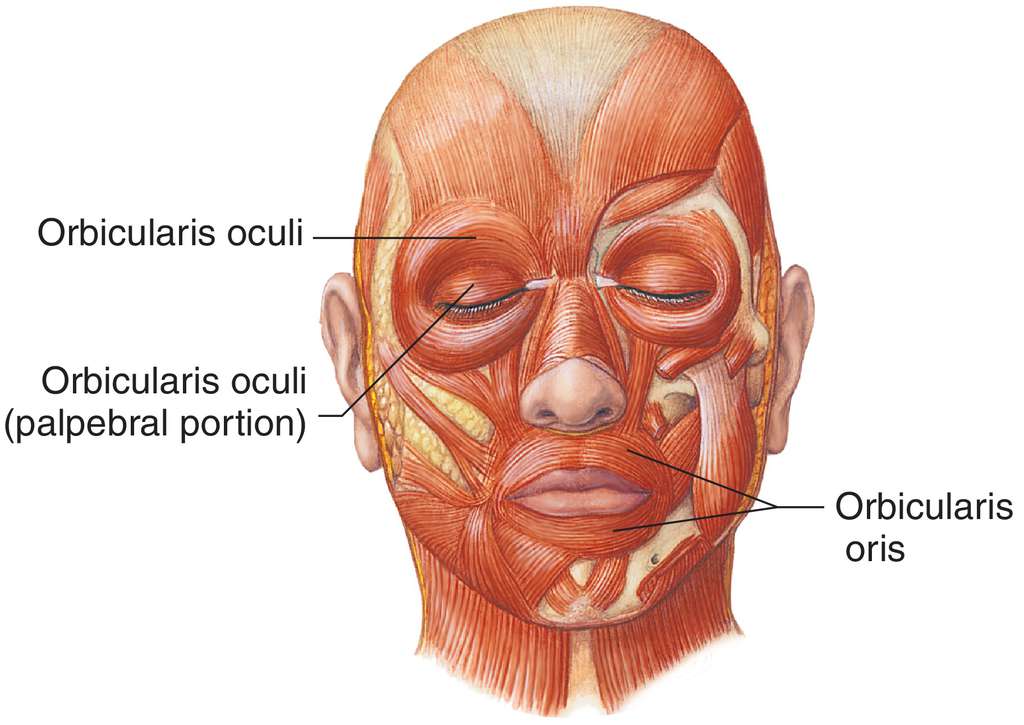 <ul><li><p>Orbicularis oculi</p></li><li><p>Orbicularis oris</p></li></ul><p></p>