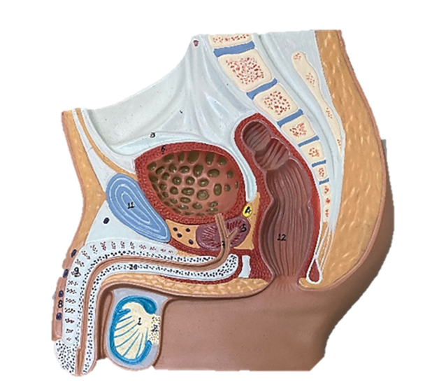 <p>Male urinary tract structures: Identify the membranous urethra </p>