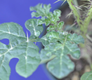 <p>Buffalobur&nbsp;(Solanaceae)</p>