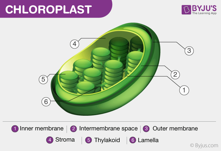 <p>ONLY in plant cells and autotrophic algae</p><p>Contains chlorophyll</p><p>Where photosynthesis takes place in plant cells; designed for capturing light energy; main function is to utilize light energy (photons), and CO2 to make glucose</p><p>2 main structures; thylakoid and grana</p><p>Thylakoid; highly folded membrane compartments that are organized in stacks. (Contain chlorophyll pigments that compromise the photosystems and electron transport proteins</p><p>Grana; stacks of discs made of thylakoid</p><p class="has-focus is-empty">stroma; fluid between the inner chloroplast membrane and outside the thylakoids </p>