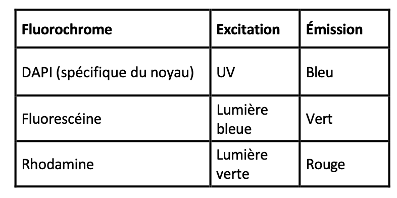 <p>La <strong>fluorescéine</strong> et la <strong>rhodamine</strong> sont souvent couplées à des anticorps spécifiques, qui vont se fixer sur des cibles cellulaires précises</p>
