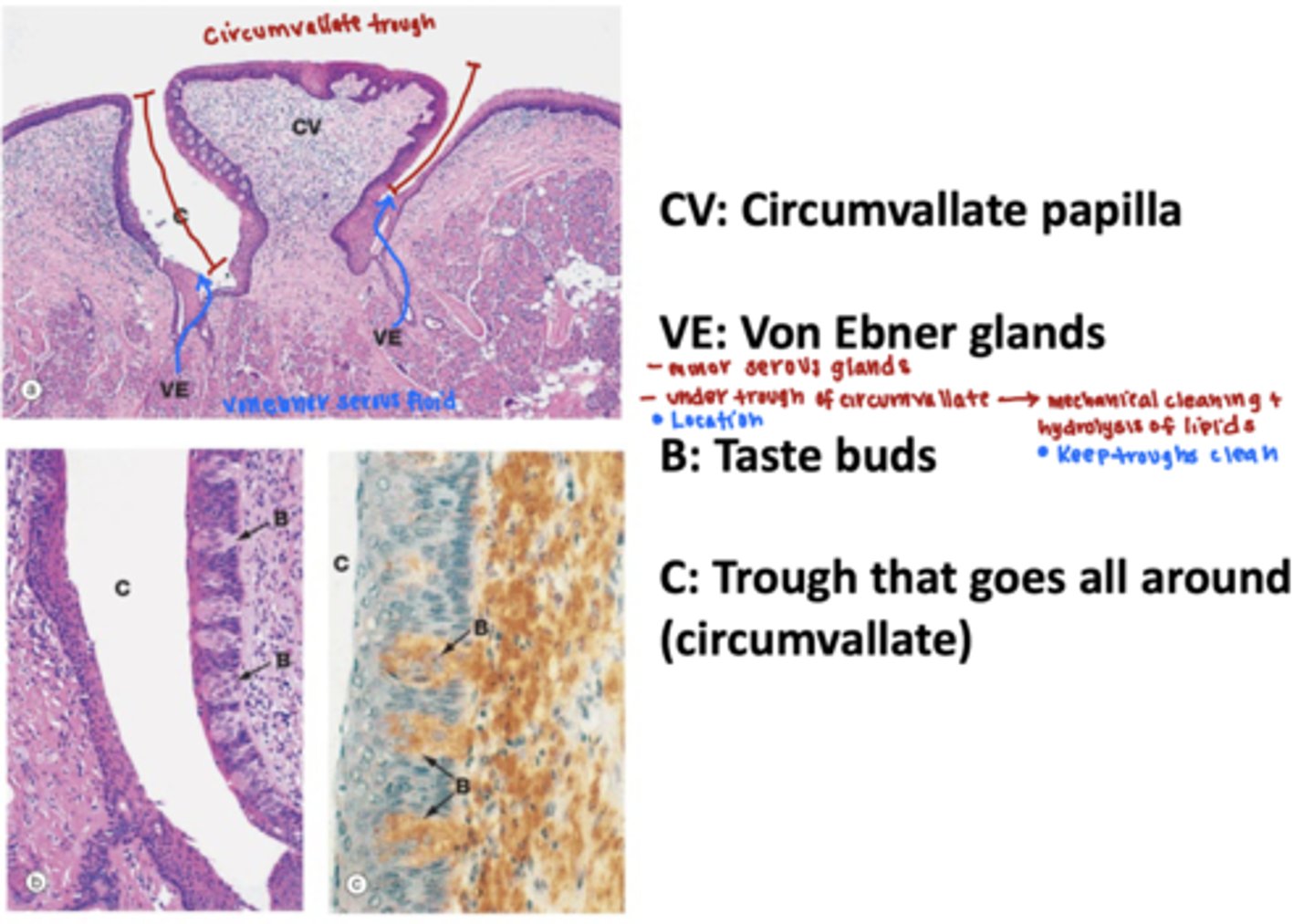 <p>circumvallate papilla contian von ebers glands</p><p>-the secretions flush the troughs debris and help enhance taste </p><p>von ebner glands produce serous mucus </p>
