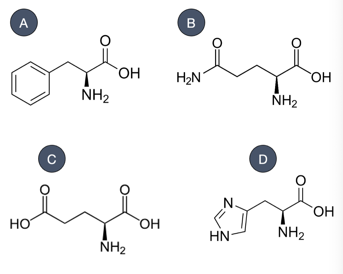 <p><span>Which of the following amino acids is&nbsp;</span><strong>NONPOLAR</strong><span>?</span></p>