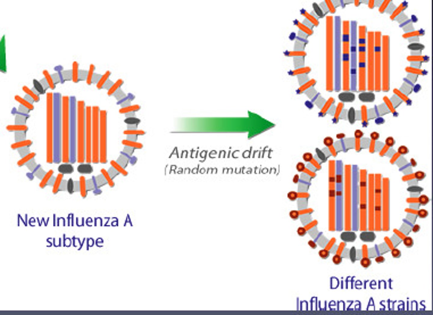 <p>small and gradual mutations in the genes encoding for viral surface antigens</p>