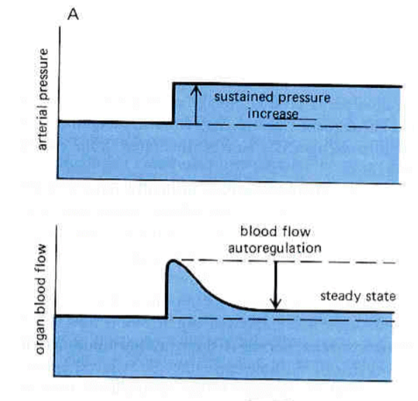 <p>What does this graph show about autoregulation? </p>