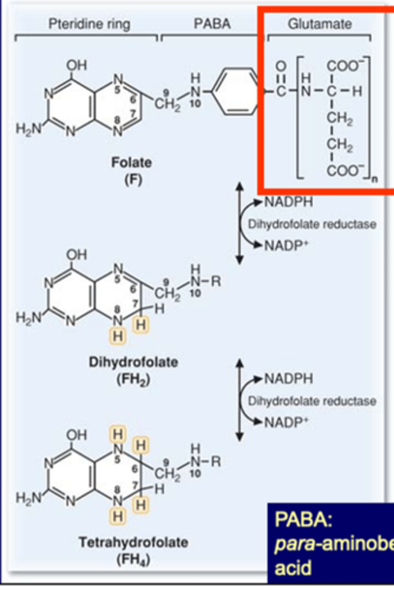 <p>absorbed as polyglutamate<br>needs to be reduced using NADPH (from niacin/B3) (uses dihydrofolate reductase)<br><br>3 parts of folate<br>1. ring<br>2. PABA<br>3. glutamate<br><br>dihydrofolate reductase is the target of methotrexate, inhibits folic acid</p>