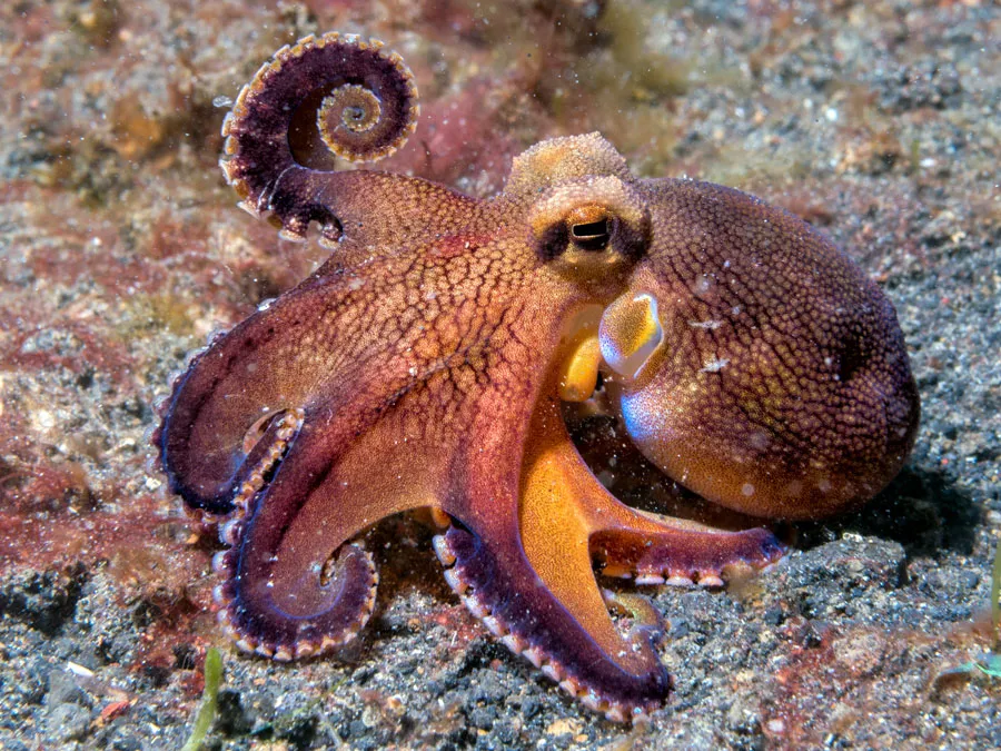 <p>Class Cephalopoda</p>