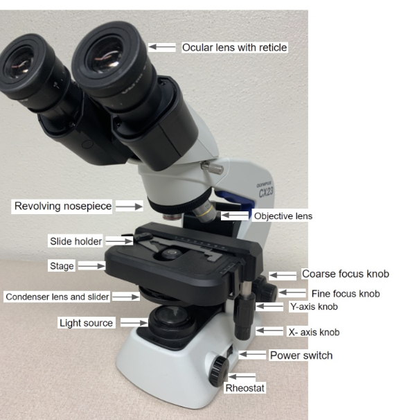<p><strong>1. </strong><span>Which microscope part should you rotate to align the 10X objective?</span></p><ol><li><p>Coarse focus knob</p></li><li><p>Fine focus knob</p></li><li><p>Nosepiece</p></li><li><p>Condenser</p></li></ol>