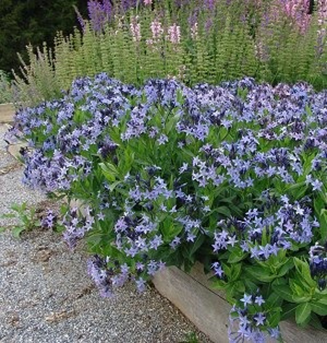 <p>-Deep blue flowers</p>